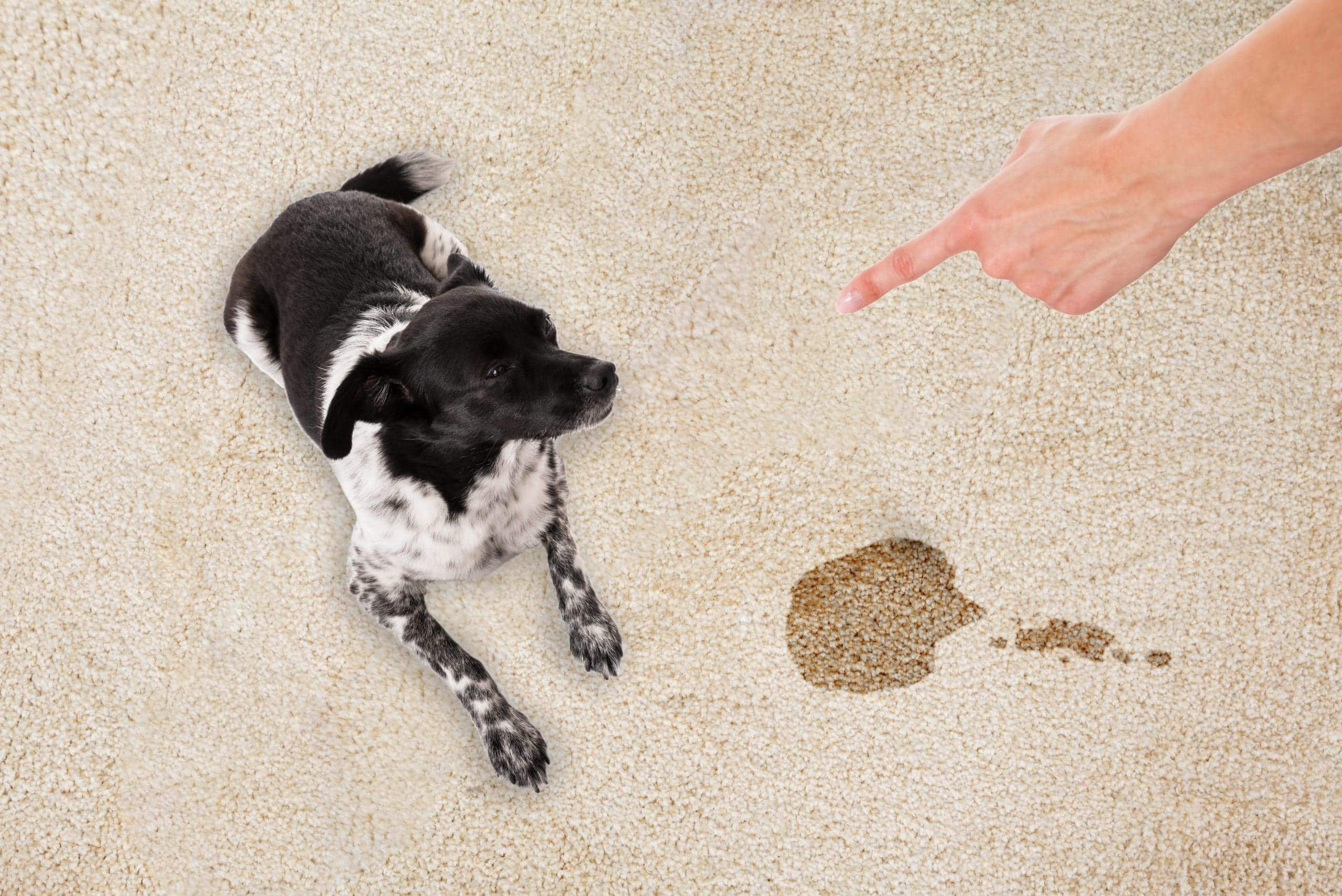 pet-stain-odor-removal mattress cleaning