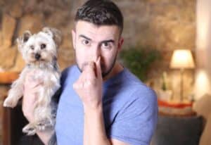 Pet Odor Removal Services in Montreal